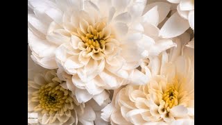 Christine's Flower Shop 2733 E. Main St. Bexley Ohio, 43209 (614) 235-4510 Florist Bexley OH