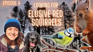 Red Squirrels & Bird Watching - Tentsmuir & Morton Lochs in Fife, Scotland + Painting a Blue Tit