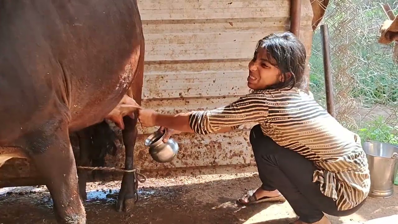 Cow Milking In Indian Village | Cow Milking By Hand | Milking A Cow | Village Night Routine | Cow