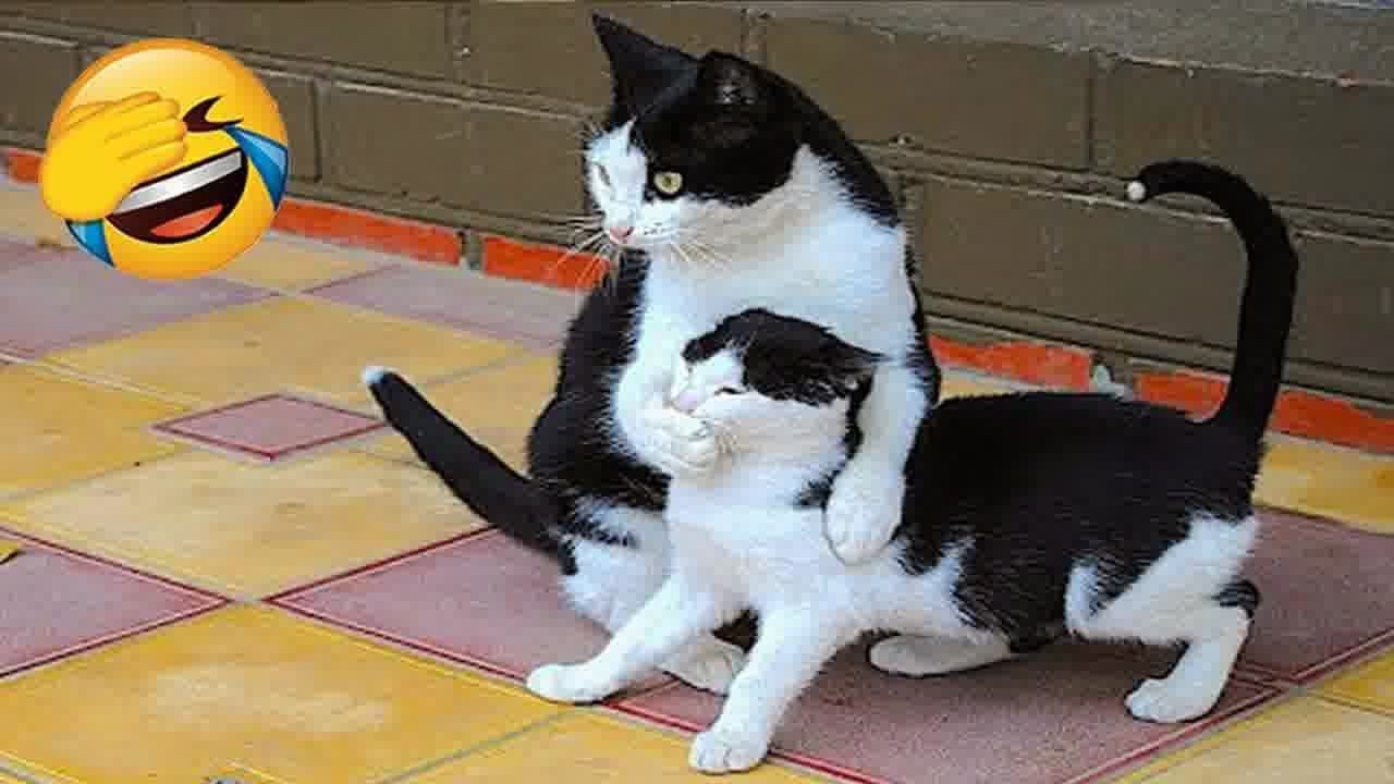 Funniest Animal Moments – Try Not to Laugh 😂 #53