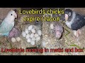 Why do lovebirds chicks die / How to use nesting material for lovebird | bird matki lagane ka tarika