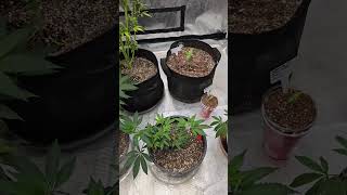 Grow update number 2
