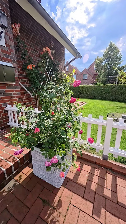 beautiful roses in front of the house#flowers #garden
