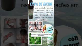 Erva de bicho: auxilia Tratamento Hemorróida externa e interna, inflamação, inchaço e dor. #natural