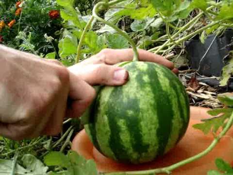 When are watermelons ripe?