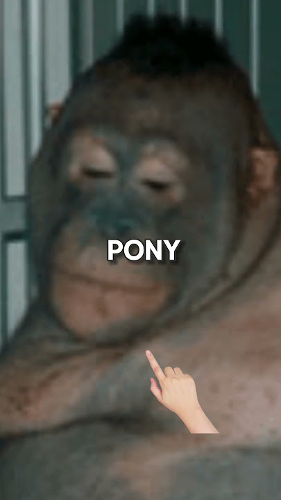 The Case of Pony Orangutan