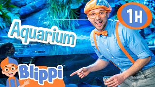 blippi visits the aquarium and learns about fish educational videos for kids