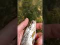 Берегите природу !!! #fishing #trout #troutstream