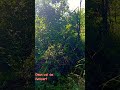 #viralvideo #shortsfeed #caminhodaverdade #sitio #motivar#natureza #naturezasurpreendente #caminhos