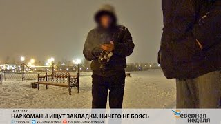 Наркоманы ищут закладки, ничего не боясь // СЕВЕРНАЯ НЕДЕЛЯ VDVSN.RU Наркоманы ищут закладки, ничего не боясь // СЕВЕРНАЯ НЕДЕЛЯ VDVSN.RU