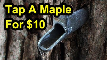 How To Tap Maple Trees, Collect Maple Sap & Make Maple Syrup