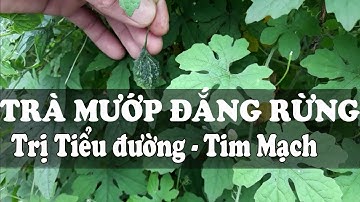 Mướp đắng rừng (Khổ qua rừng) điều trị huyết áp cao, tiểu đường..