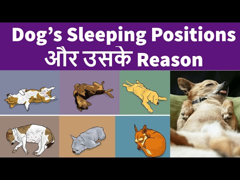 Dog&rsquo;s Sleeping Positions and What They Mean | Dogs and Pets | TUC