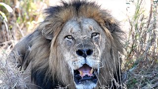 Dark Mane Ngotso Male Lion is Still Alive Plus Update on His Sons