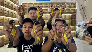 UPDATE HARGA BURUNG SAMYONG - PLECI - SRDC - TLEDEKAN - TRUCUK DLL