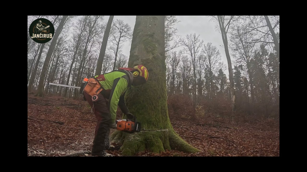 Výrub a výroba sortimentov z buka