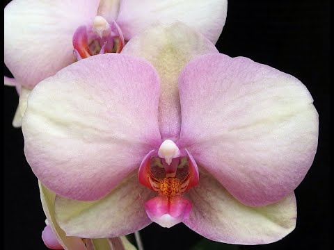 Phalaenopsis OX Rainbow
