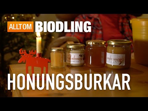Video: Honung gör underverk: ovanliga recept med honung