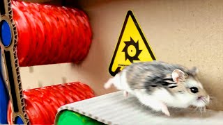 Amazing Hamster Maze with Traps [OBSTACLE COURSE] + BONUS