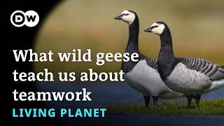 What wild geese teach us about teamwork – Living Planet