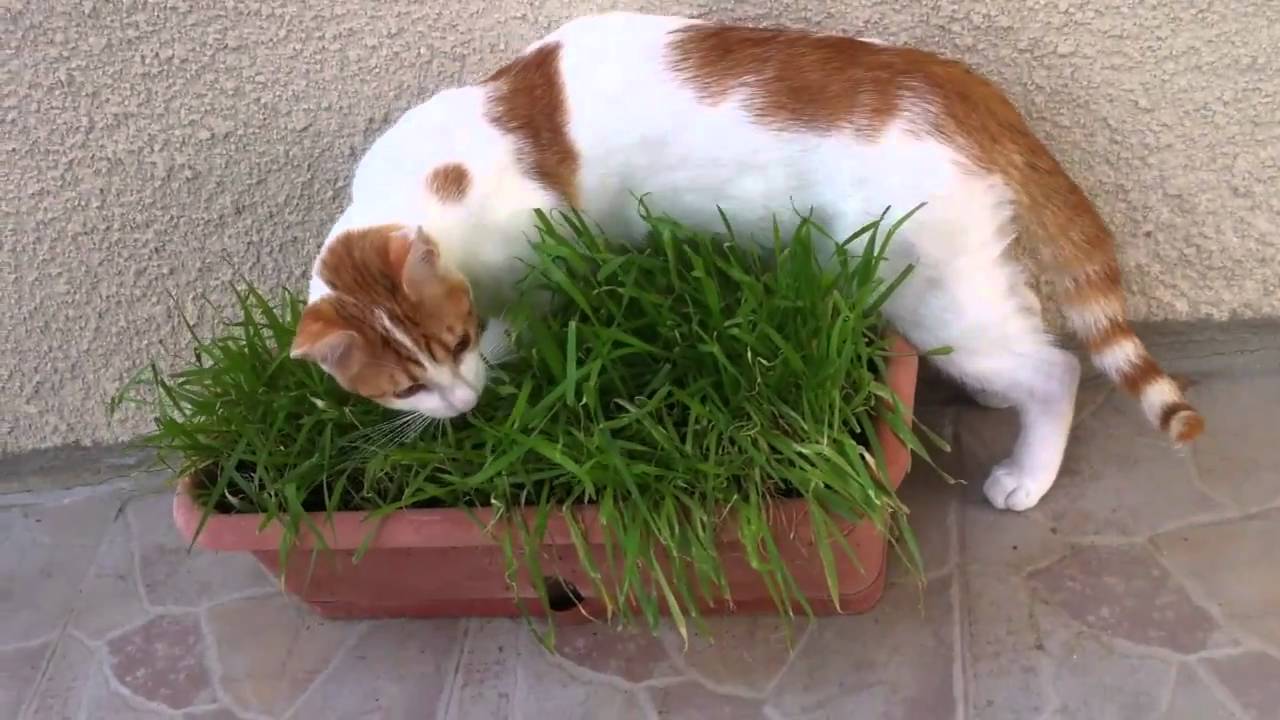 Трава для кошек Трава для кошек