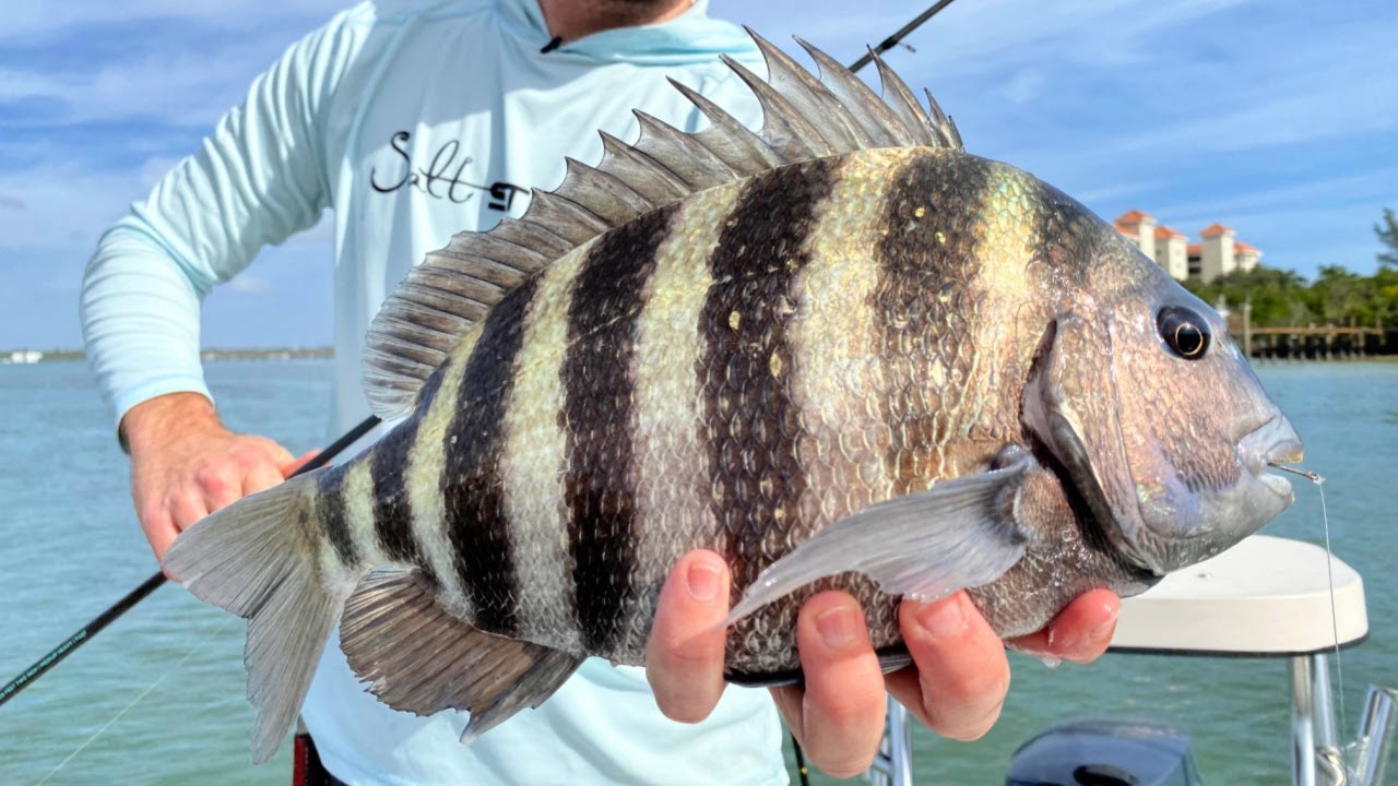 How To Fish The Weedless Shrimp Rig Around Docks (LIVE Fishing Trip)