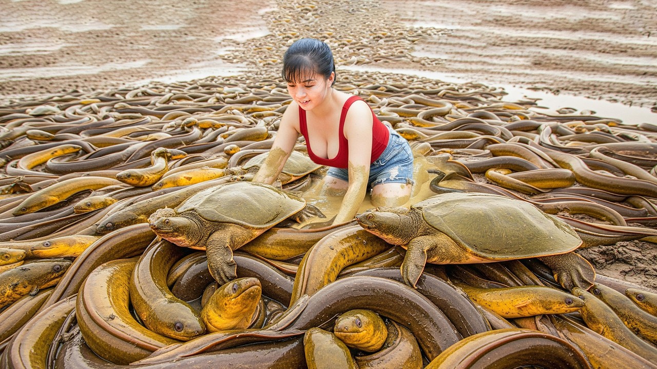 CEO Girl Harvests Huge Eels and Giant Softshell Turtles – Morning ...