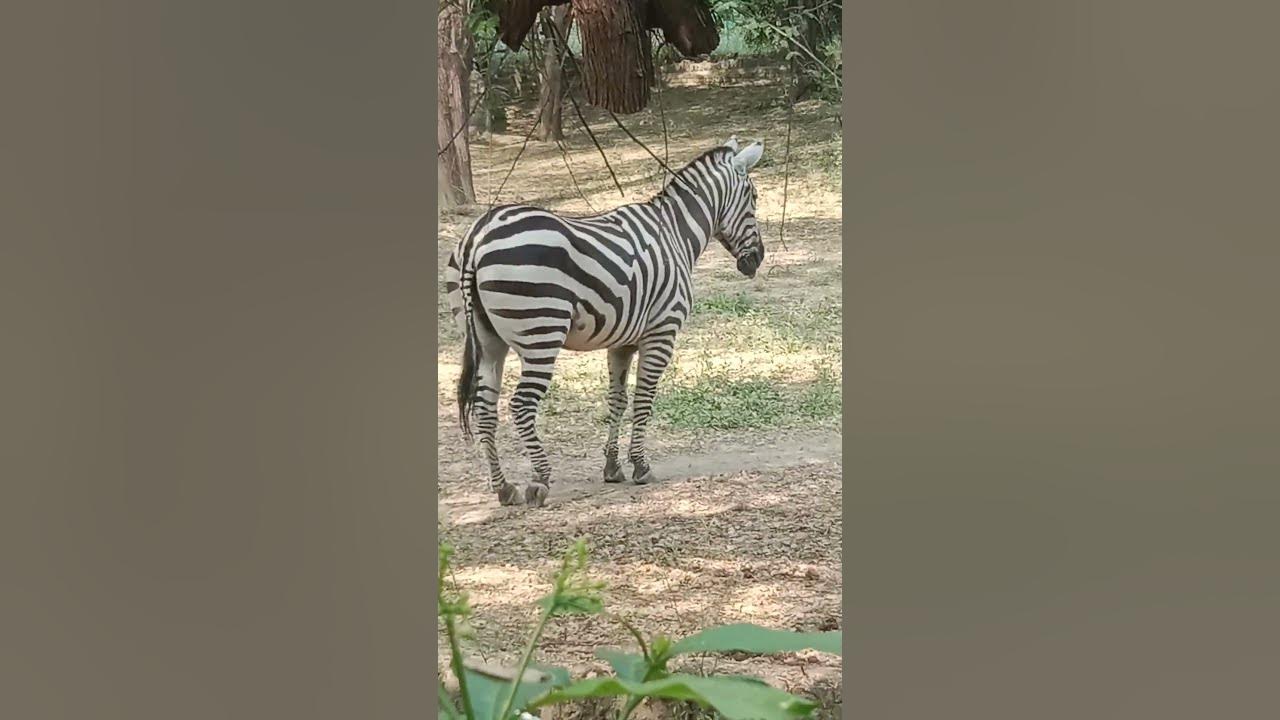 Zebra kaise dance ker raha hai sort video viral video chidiya Ghar