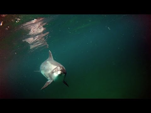 Dolphin Dancing