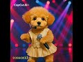 귀여운 강아지 아이돌강아지 꽃쇼니독  #cossonidog #puppy #댕댕이