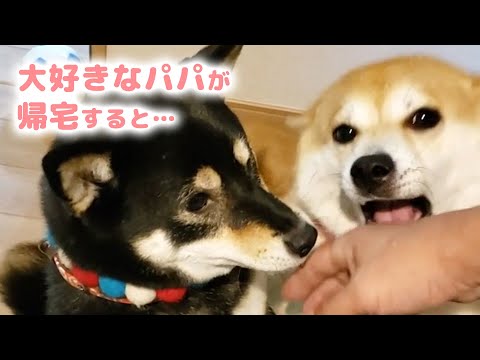 パパが帰ってきた！姉妹ワンコの熱烈なお出迎え方が最高だった✨