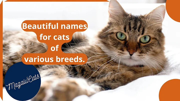 Video 10797001: cute siberian cat, cat breed, cat cute beautiful, male cat, cat male female