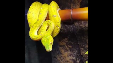 Greentreepython biak x aru