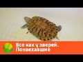 Все как у зверей. Понаехавшие | Живая Планета