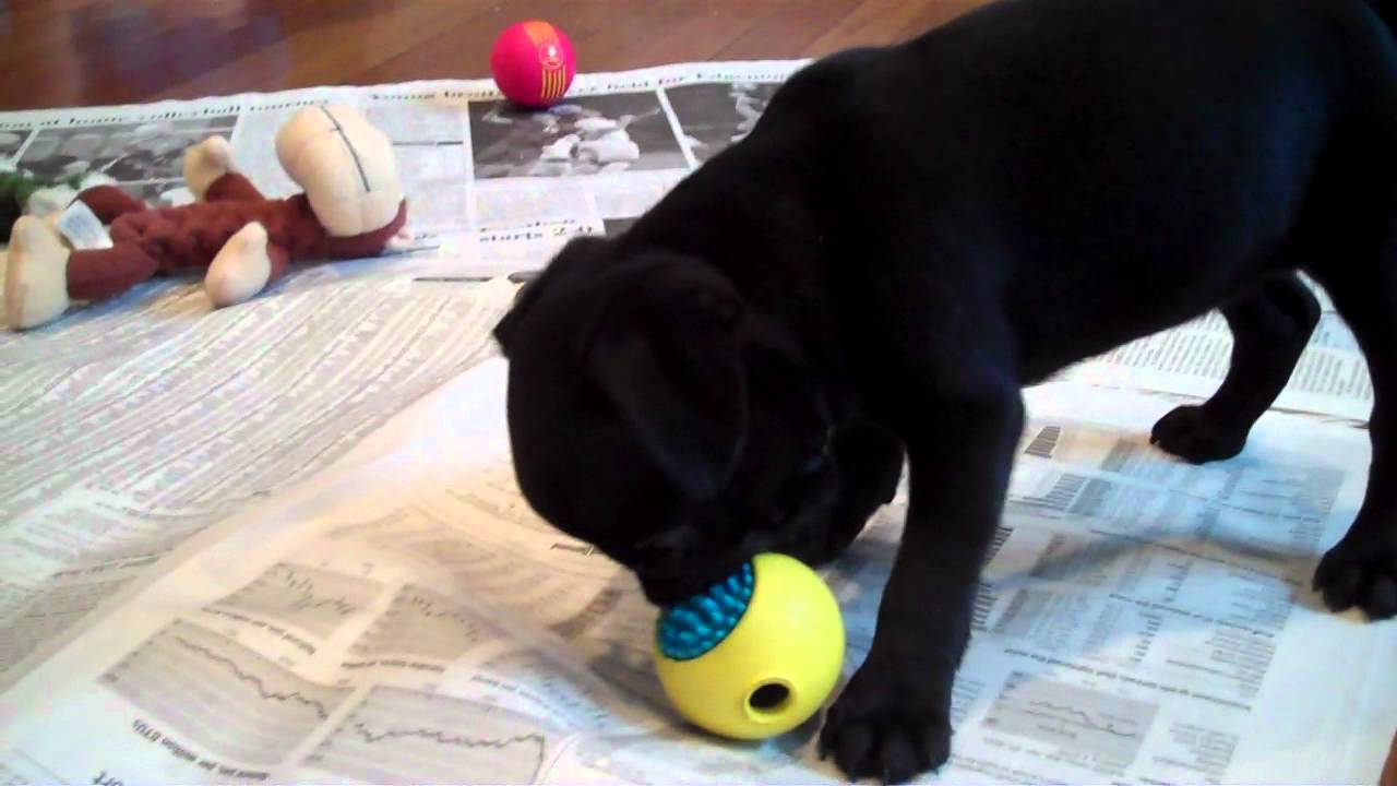 8 week old pug puppy - Coco - YouTube