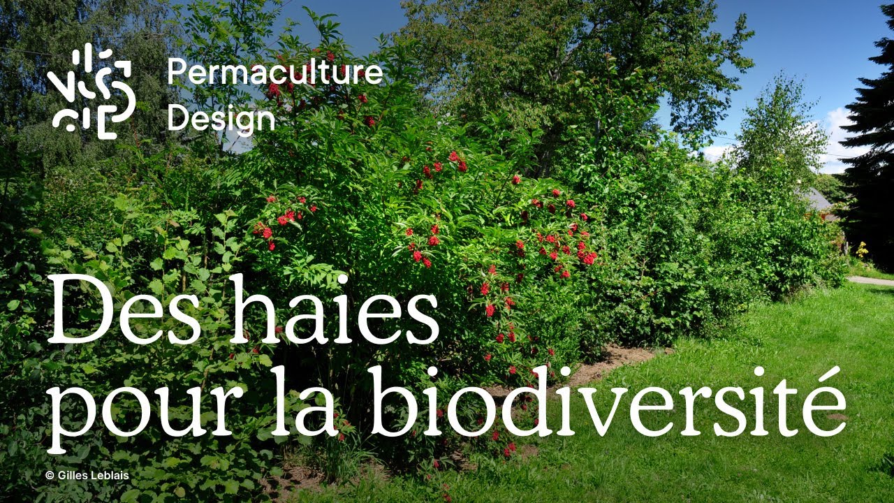 Comment créer une haie riche de biodiversité ?