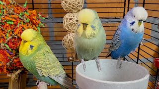 7 hours of budgie sounds to keep your pets in happy bird company