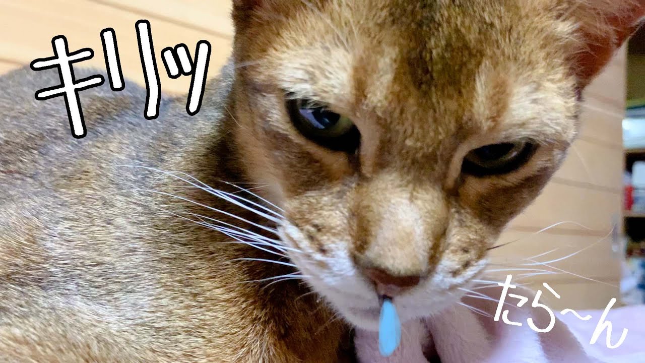 すんごい険しい顔をしながら鼻水を垂らしているねこ Youtube