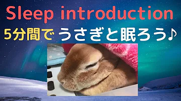 ウサギいい音楽 Mp3