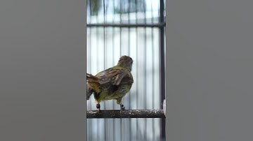 Kapas Tembak Gacor Ngeplong – Ampuh Pancing Burung Muda Bunyi