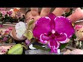 ОРОШАЮ КОРНИ ОРХИДЕЙ ТАКИМ СПОСОБОМ и трачу меньше сил и время по уходу за орхидеями