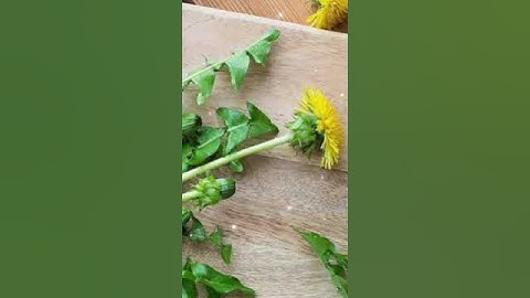 Cây bồ công anh có tác dụng gì?