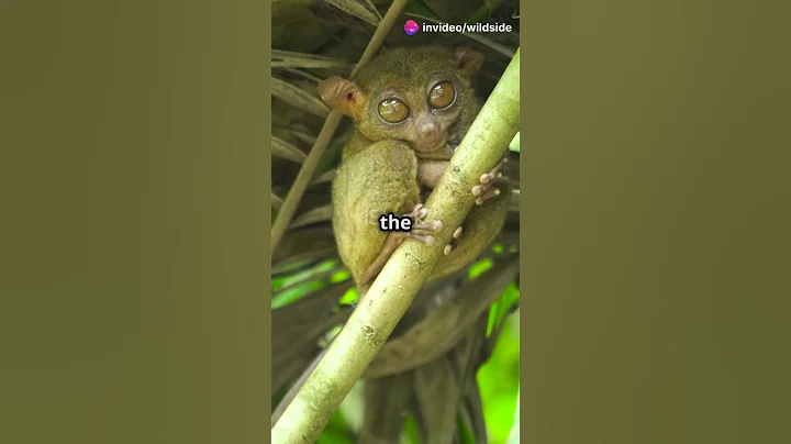 Meet the Tarsier: Night's Big-Eyed Guardian! #Tarsier #NocturnalAnimals #Wildlife