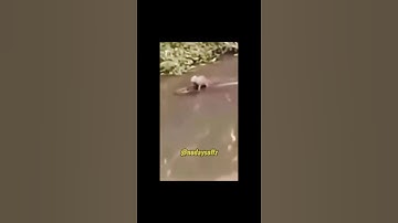 Capybara và Cá sấu #nodaysoffz #funny #crocodile #capybara #animals