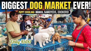 RECENT DOG PUPPY PRICE UPDATED| GALLIF STREET DOG MARKET KOLKATA| CHEAPEST PRICE| 29 MARCH 2026