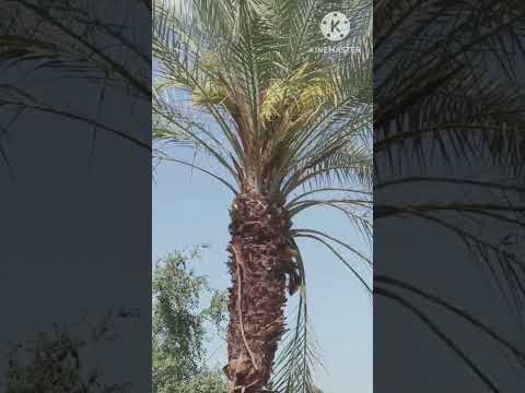 نخيل البلح عمليات التلقيح لتمر جيد ومحصول وفير