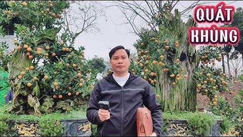 CÂY QUẤT CẢNH SIÊU KHỦNG TRONG CHỢ HOA  TẾT NGUYÊN ĐÁN GIÁP TÌNH, 2024