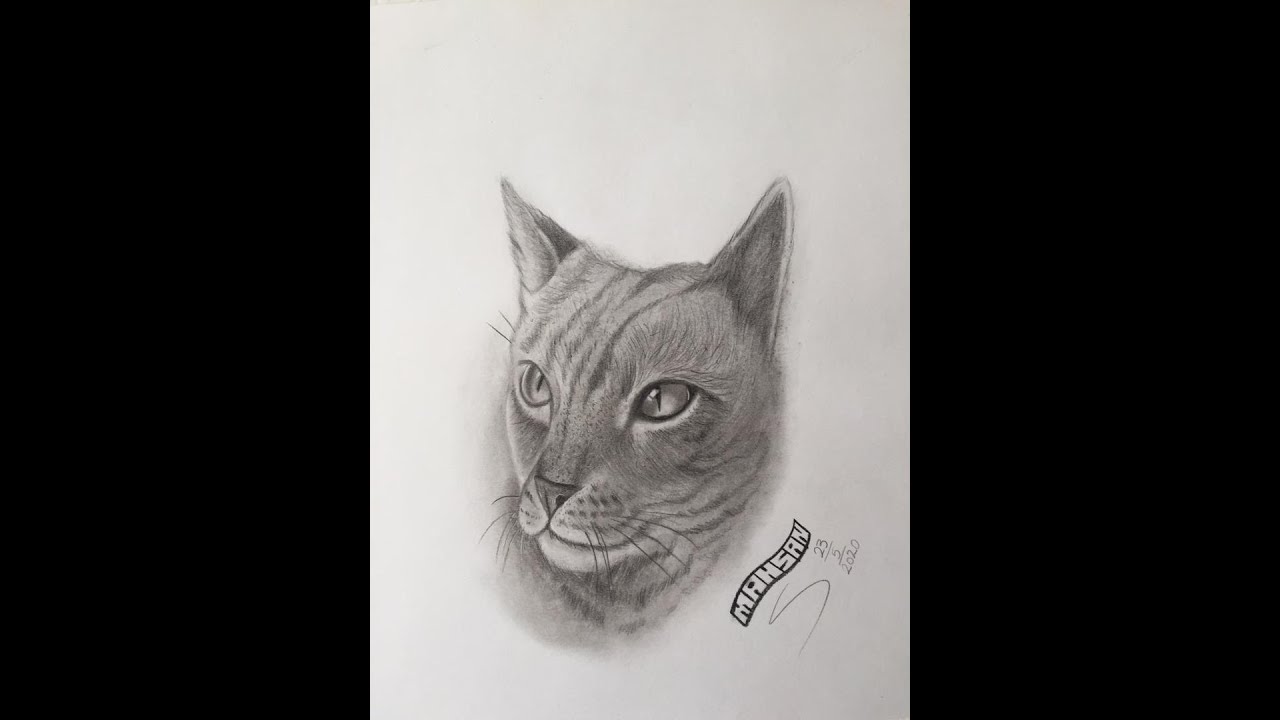 kedi nasıl çizilir? ( kedi çizimi) YouTube