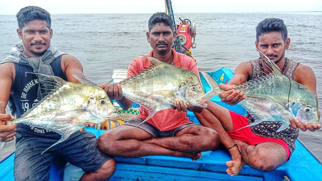 Traditional long line fishing in India // Catching lot of diamond trevally  fish in sea 