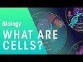 What are cells  cells  biology  fuseschool